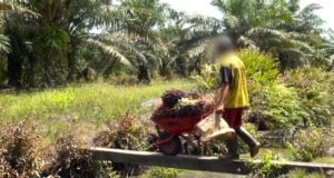 A child transporting a wheelbarrow full of heavy palm fruit bunches over a narrow bridge on a plantation in North Sumatra. © Amnesty International / WatchDoc