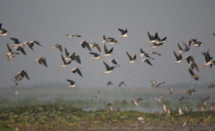 A flock of birds taking flight. © Flickr/Faisal Akram