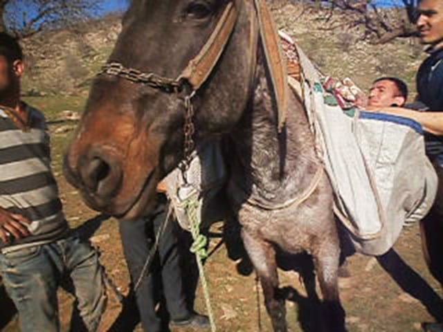 Alan's journey from Syria to Greece, strapped to horseback.