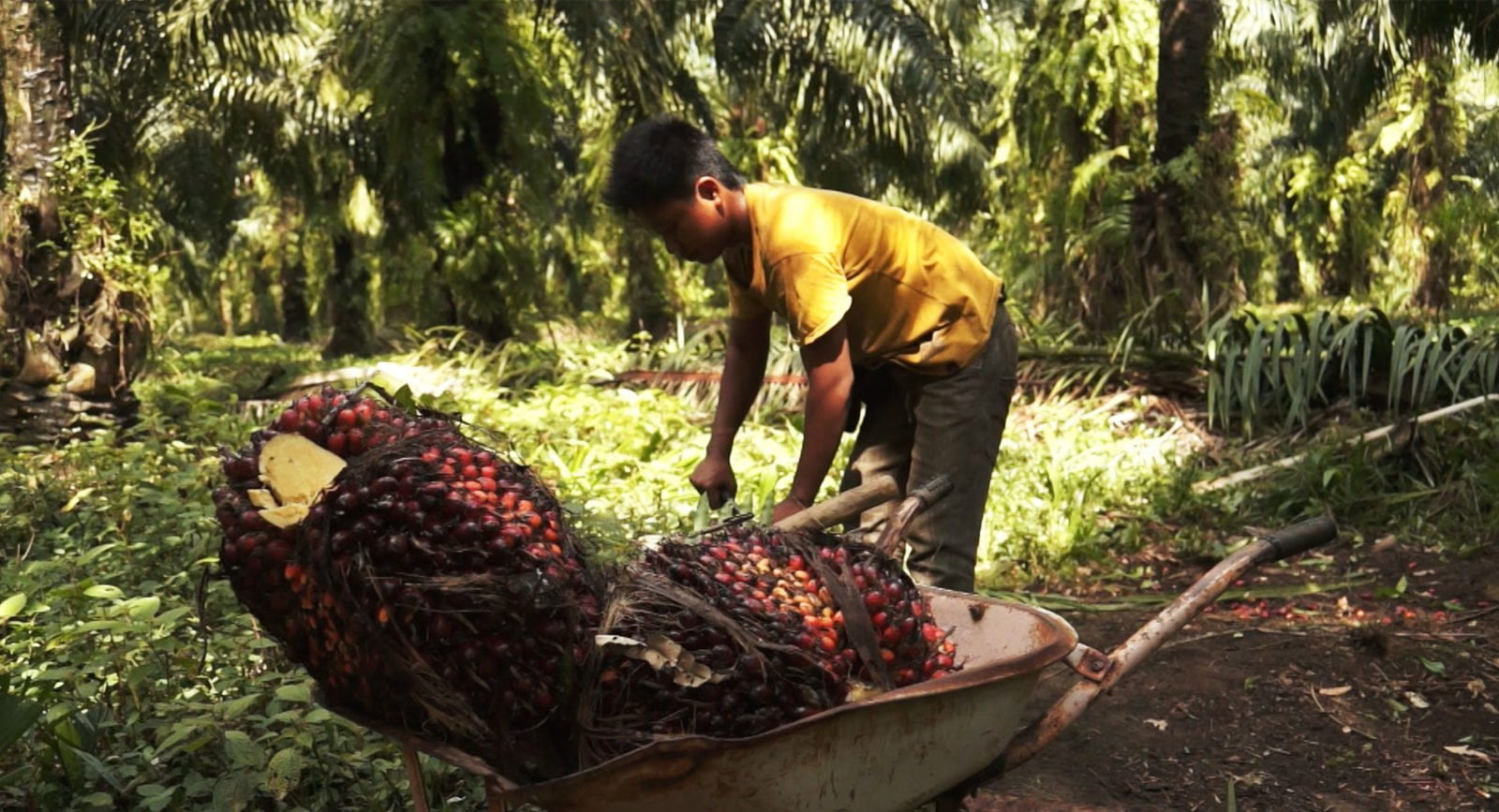End child labour on palm oil plantations Amnesty International Australia