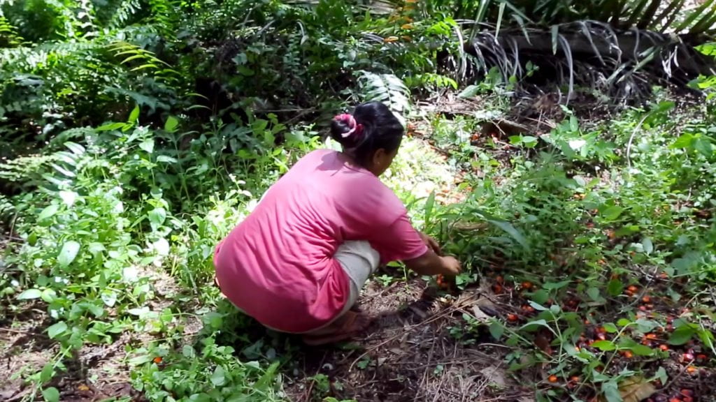 A woman with her back to the camera and wearing a pink tshirt kneels in foliage on a palm oil plantation, collecting loose fruit. 