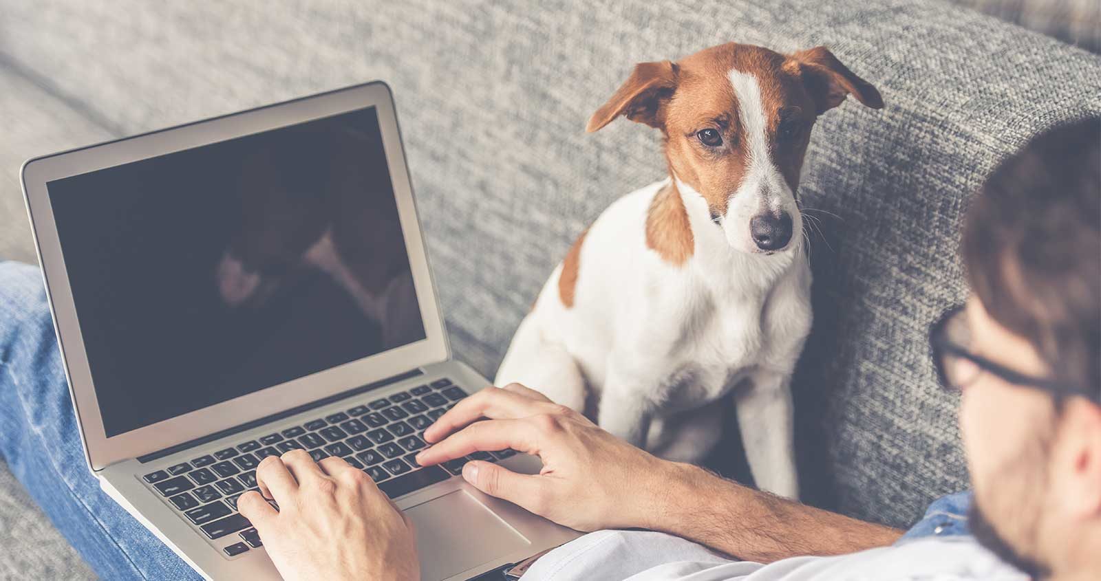 A person typing on a laptop with a dog next to her.