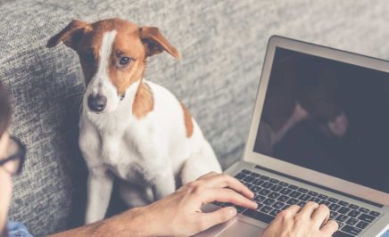 A person typing on a laptop with a dog next to her.