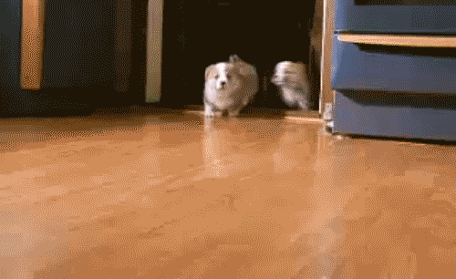 An animated gif of a group of Corgis (dogs) running into the kitchen for food.