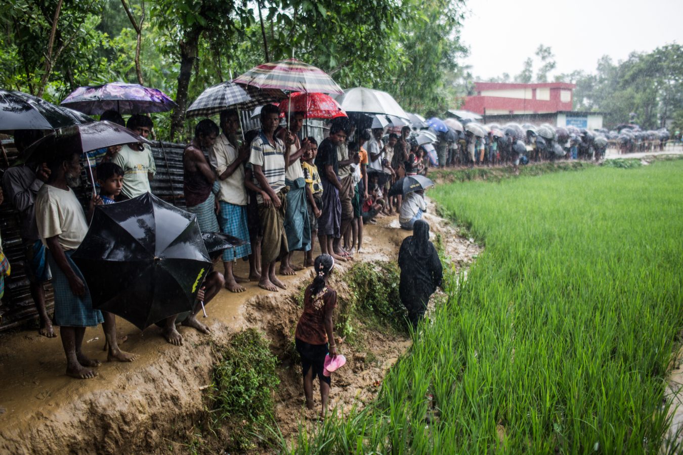 a long line of people standing in a lush, wet field and mud, holding umbrellas