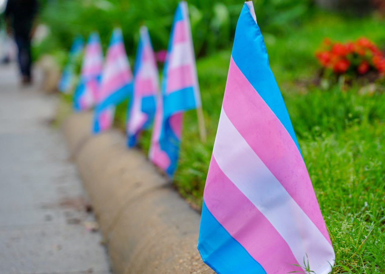 A line of trans flags in the grass