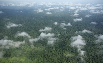 An image of Prey Lang forest in Cambodia taken from above - the image shows the tops of a forest of green trees with intermittent clouds.